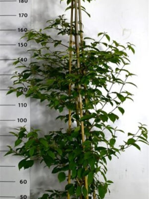 Viburnum plicatum 'Kilimandjaro Sunrise' - Vaxtinredarna.se
