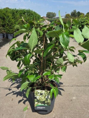 Viburnum plicatum 'Mariesii' - Vaxtinredarna.se