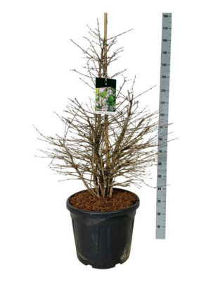 Viburnum plicatum 'Molly Schroeder' - Vaxtinredarna.se