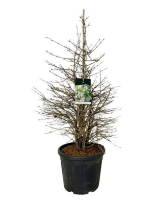Viburnum plicatum 'Molly Schroeder' - Vaxtinredarna.se