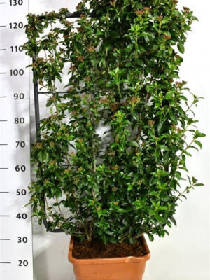 Viburnum tinus 'Eve Price' - Vaxtinredarna.se