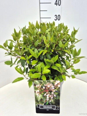 Viburnum tinus - Vaxtinredarna.se