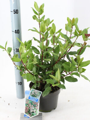 Viburnum tinus 'Gwenllian' - Vaxtinredarna.se