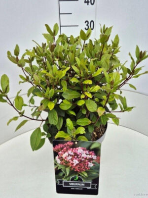 Viburnum tinus 'Gwenllian'