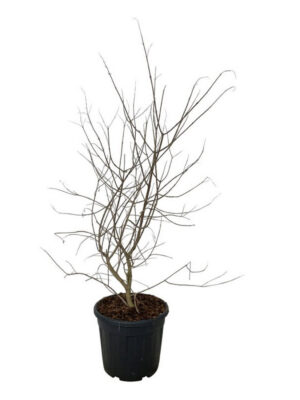 Vitex agnus-castus - Vaxtinredarna.se