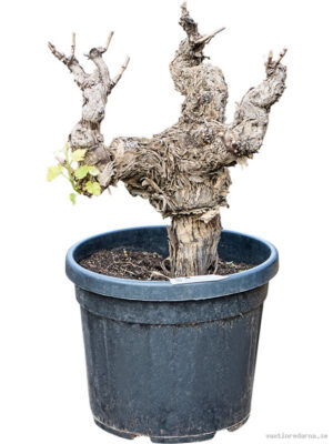 Vitis vinifera (80-100) - Vaxtinredarna.se