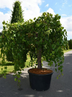Vitis vinifera - Vaxtinredarna.se