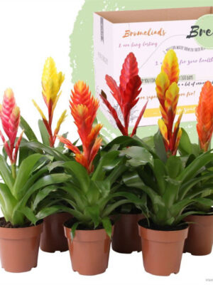 Vriesea 'Happy' mix - Vaxtinredarna.se