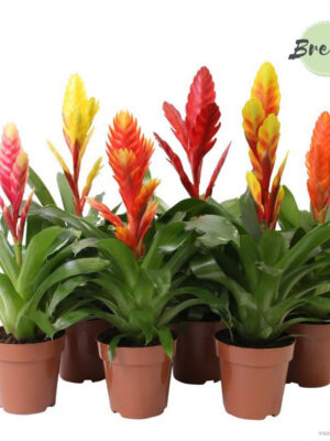 Vriesea 'Happy' mix