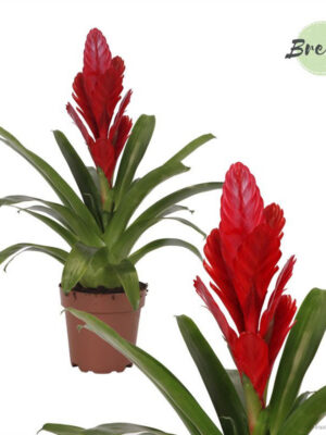Vriesea 'Intenso Red'