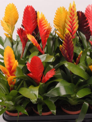 Vriesea mix