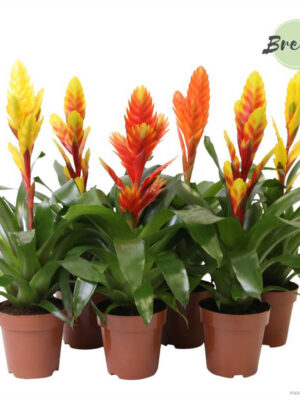 Vriesea 'Nature' mix