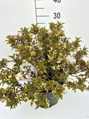 Weigela florida 'Black and White'