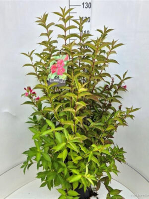 Weigela florida 'Bristol Ruby'
