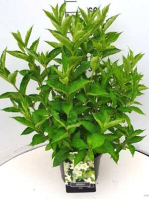 Weigela florida 'Candida'