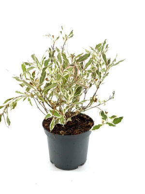 Weigela florida 'Monet'