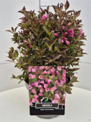 Weigela florida 'Nana Purpurea'