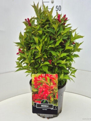 Weigela florida 'Red Prince'