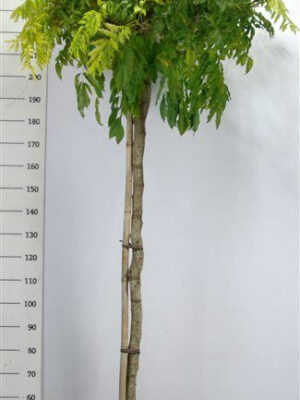 Wisteria brachybotrys 'Formosa Issai' - Vaxtinredarna.se