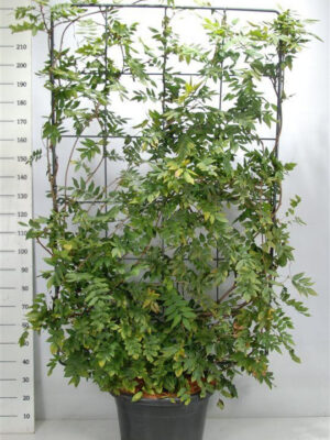 Wisteria brachybotrys 'Yokohama fuji' - Vaxtinredarna.se