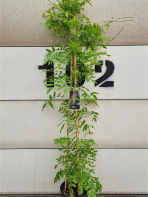 Wisteria sinensis 'Prolific'