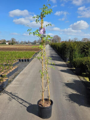 Wisteria sinensis 'Prolific'