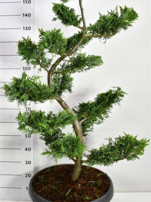 xCupressocyparis leylandii - Vaxtinredarna.se