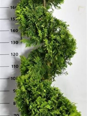 xCupressocyparis leylandii 'Gold Rider' - Vaxtinredarna.se
