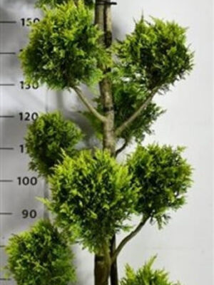 xCupressocyparis leylandii 'Gold Rider' - Vaxtinredarna.se