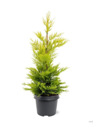 xCupressocyparis leylandii 'Gold Rider' - Vaxtinredarna.se