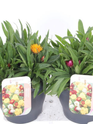 Xerochrysum bracteatum - Vaxtinredarna.se