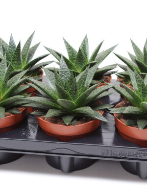 xGasteraloe Noa - Vaxtinredarna.se