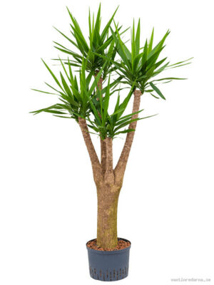Yucca elephantipes - Vaxtinredarna.se