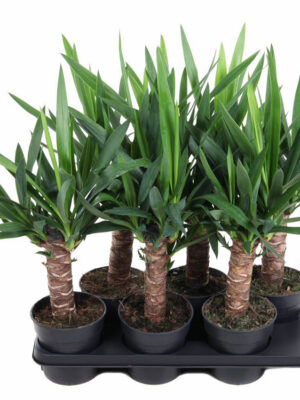 Yucca elephantipes - Vaxtinredarna.se