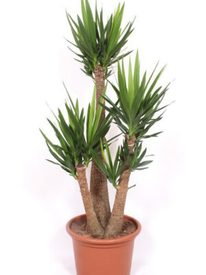 Yucca elephantipes - Vaxtinredarna.se