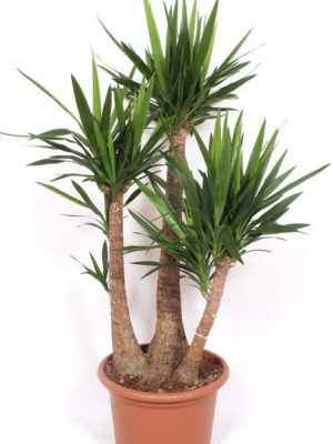 Yucca elephantipes