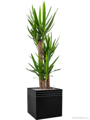 Yucca elephantipes in Baq Line-Up - Vaxtinredarna.se