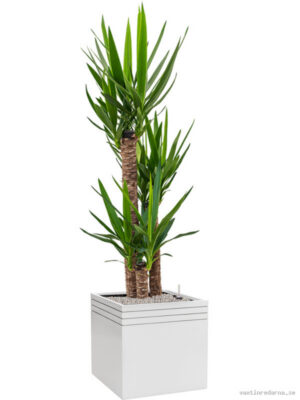 Yucca elephantipes in Baq Line-Up - Vaxtinredarna.se