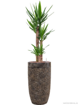 Yucca elephantipes in Baq Luxe Lite Universe Layer - Vaxtinredarna.se