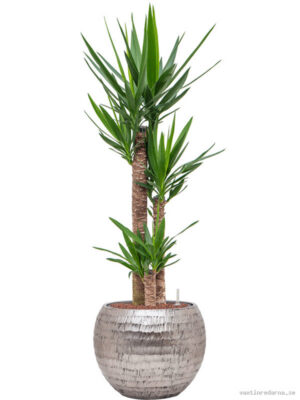 Yucca elephantipes in Baq Opus Hammered - Vaxtinredarna.se