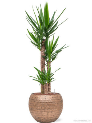 Yucca elephantipes in Baq Opus Hammered - Vaxtinredarna.se