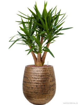 Yucca elephantipes in Baq Opus Hammered - Vaxtinredarna.se