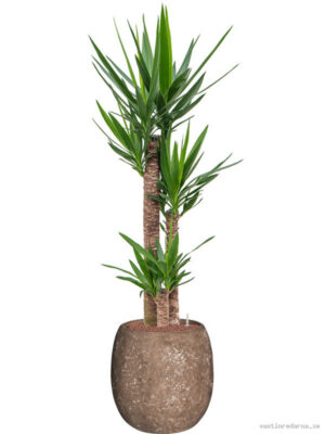 Yucca elephantipes in Baq Polystone Coated Plain - Vaxtinredarna.se