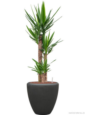 Yucca elephantipes in Baq Polystone Plain - Vaxtinredarna.se