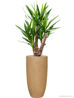 Yucca elephantipes in Baq Raindrop - Vaxtinredarna.se