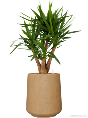 Yucca elephantipes in Baq Raindrop - Vaxtinredarna.se