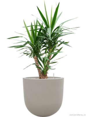 Yucca elephantipes in Baq Seren - Vaxtinredarna.se