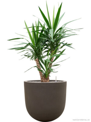Yucca elephantipes in Baq Seren - Vaxtinredarna.se