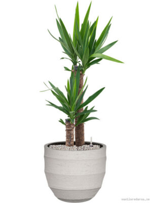 Yucca elephantipes in Bordo - Vaxtinredarna.se