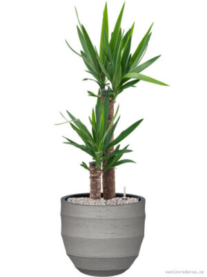 Yucca elephantipes in Bordo - Vaxtinredarna.se